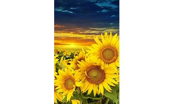 Sunflower for Android - Download the APK from Habererciyes